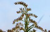 Solidago gigantea