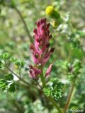 Fumaria officinalis