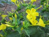 Mirabilis jalapa