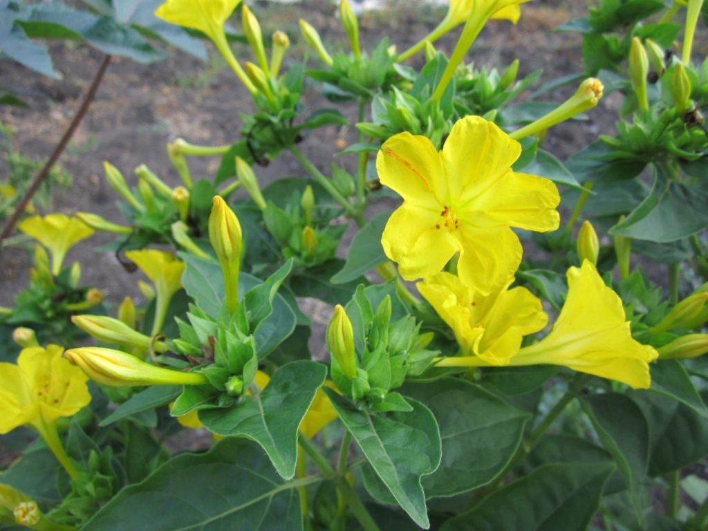 Image of Mirabilis jalapa specimen.