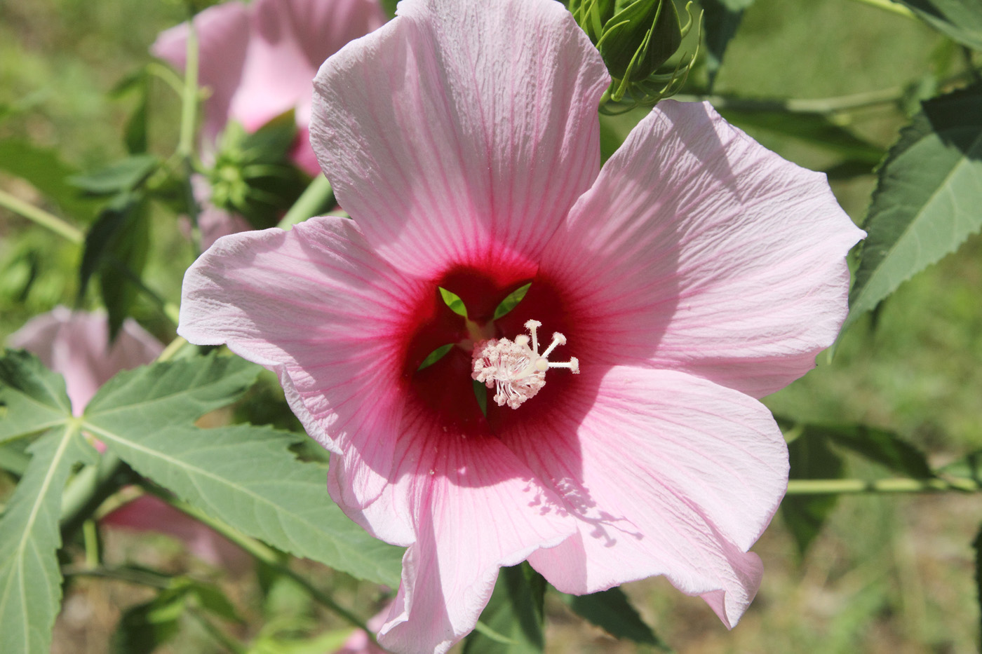 Image of Hibiscus × hybridus specimen.