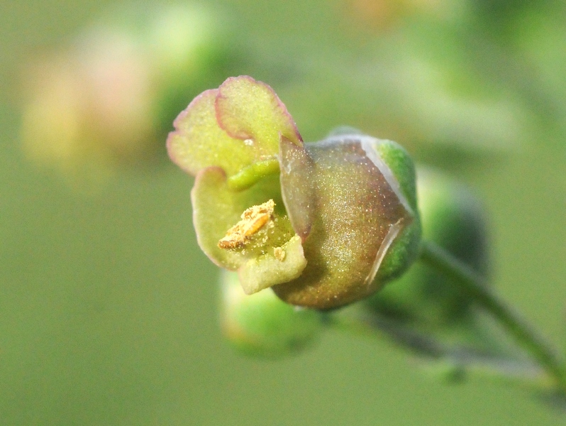Image of Scrophularia umbrosa specimen.