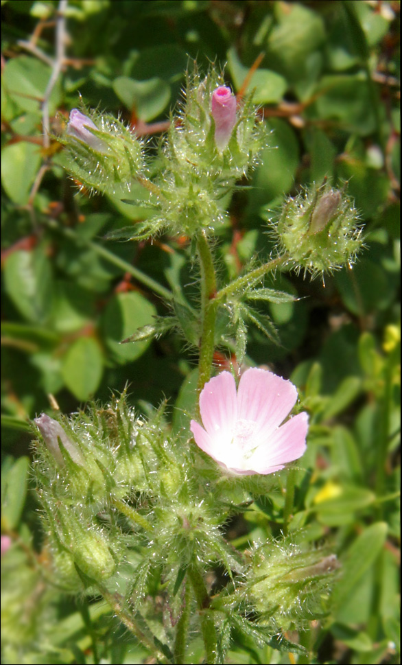 Image of Malva setigera specimen.