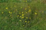 Diplotaxis tenuifolia