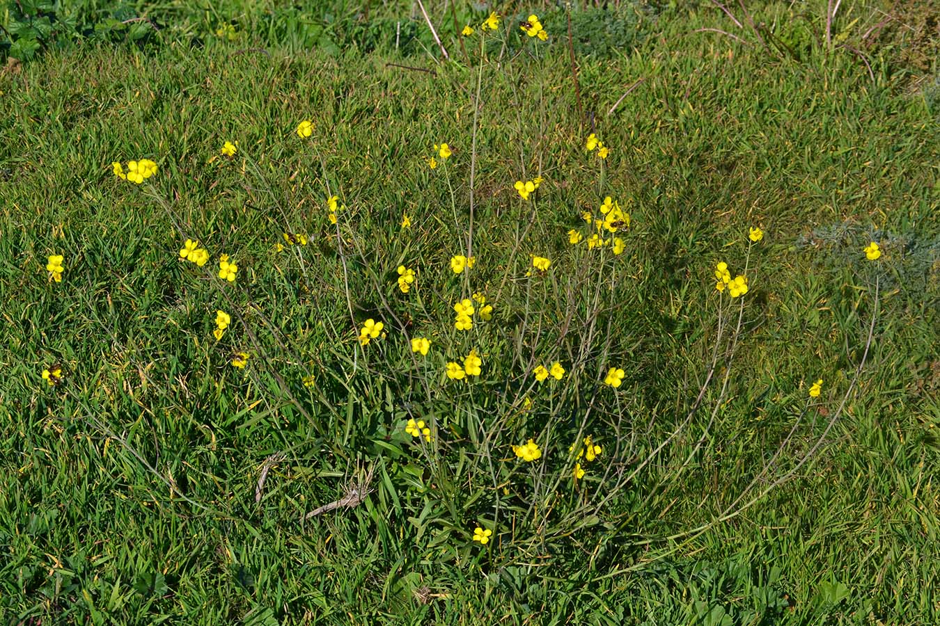 Image of Diplotaxis tenuifolia specimen.