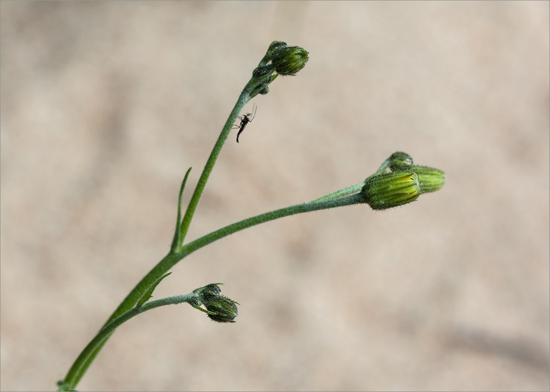 Изображение особи род Hieracium.