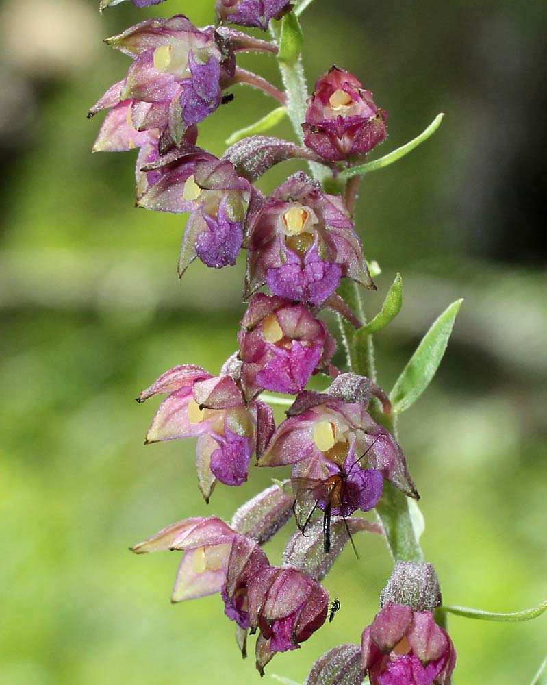 Image of Epipactis atrorubens specimen.