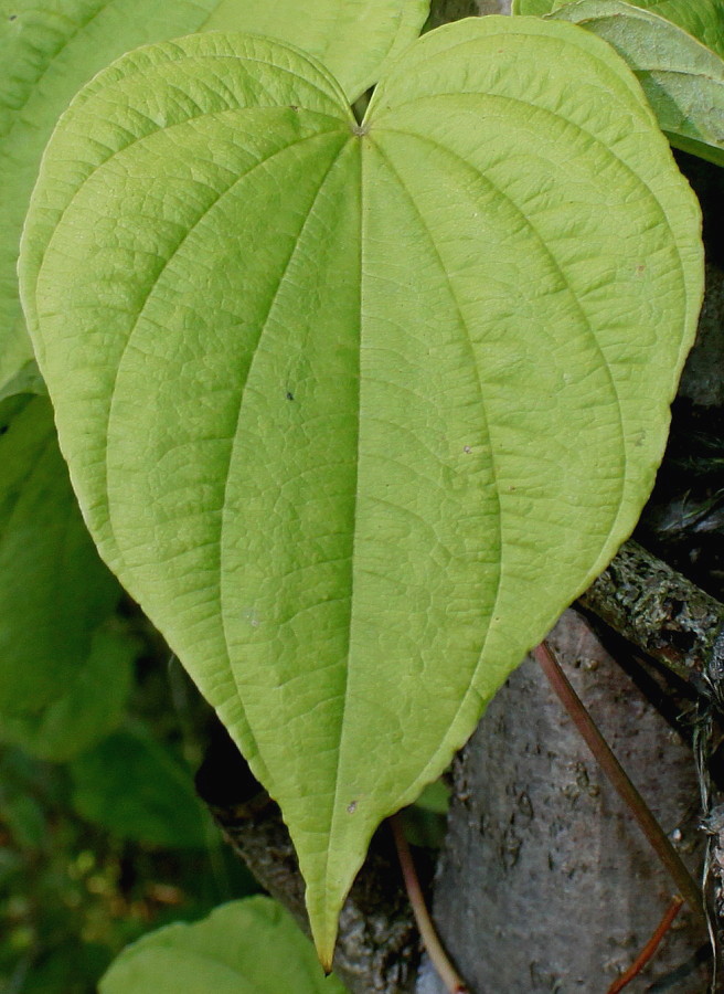 Image of Dioscorea villosa specimen.