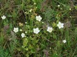 Parnassia palustris