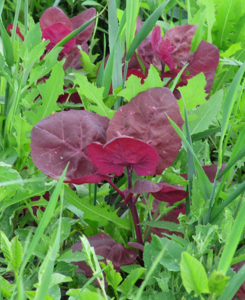 Image of Atriplex hortensis specimen.