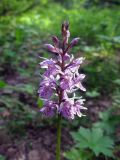 Dactylorhiza fuchsii