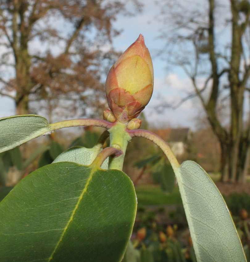 Image of Rhododendron campylocarpum specimen.