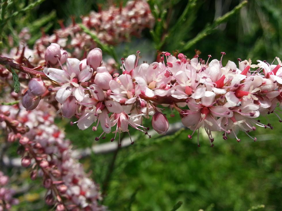 Image of Tamarix hampeana specimen.