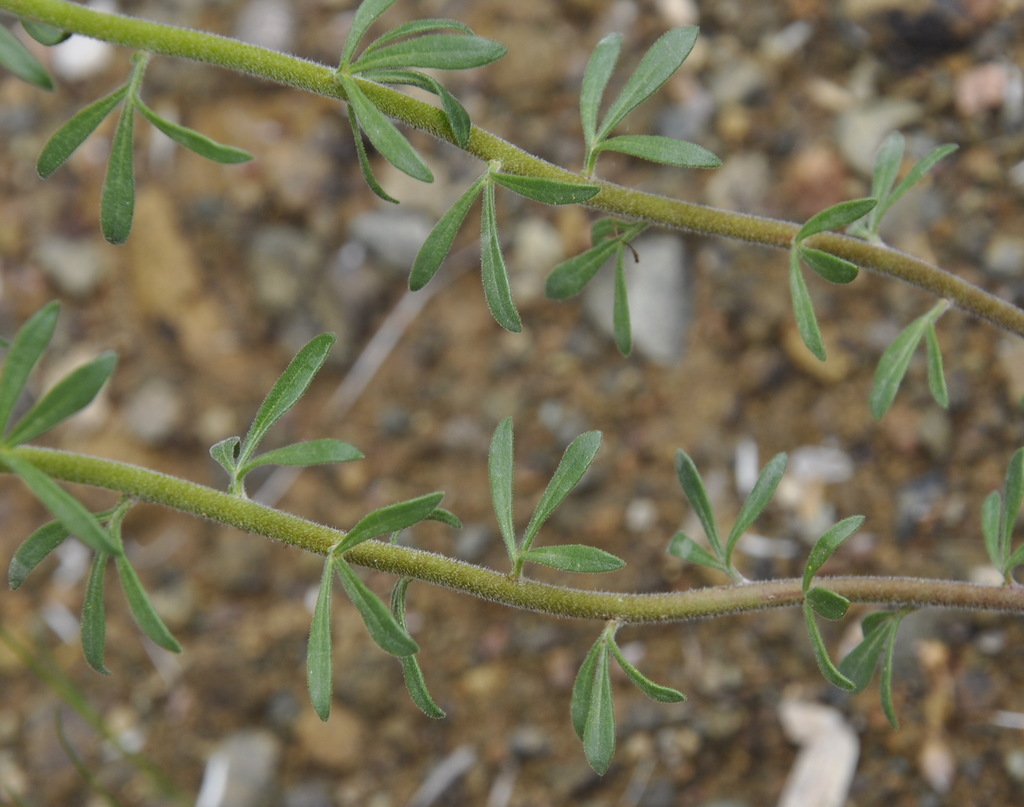 Image of Haplophyllum coronatum specimen.
