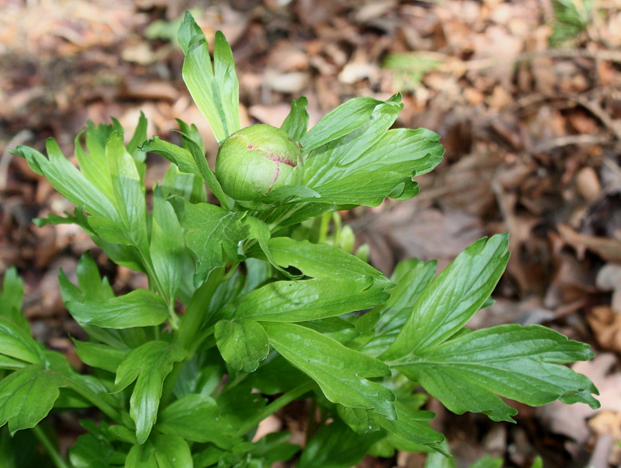 Изображение особи Paeonia peregrina.