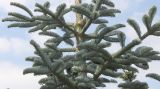 Abies form glauca