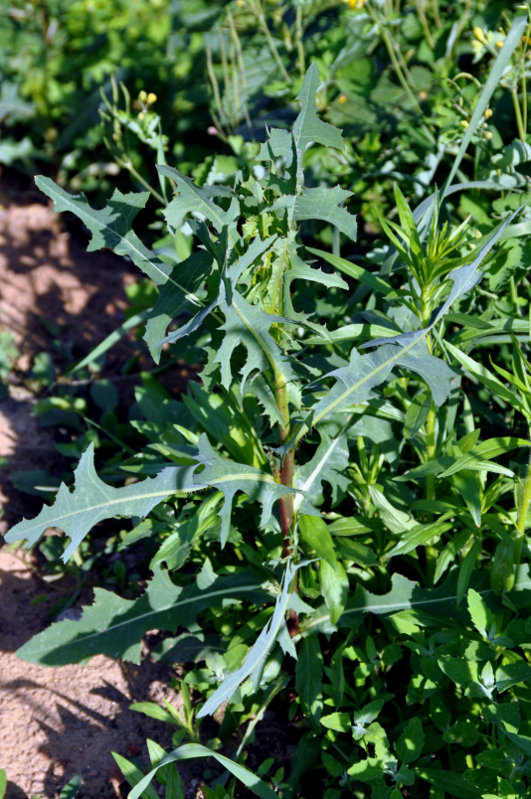 Image of Lactuca serriola specimen.