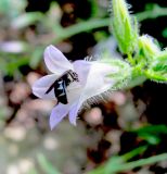 Campanula praealta