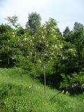 Robinia viscosa. Цветущее дерево. Ставропольский край, г. Кисловодск, парк, на высоте около 913 м н.у.м. , по склонам (43°53′31,20″ с.ш., 42°43′54,11″ в.д.). 05.06.2014.