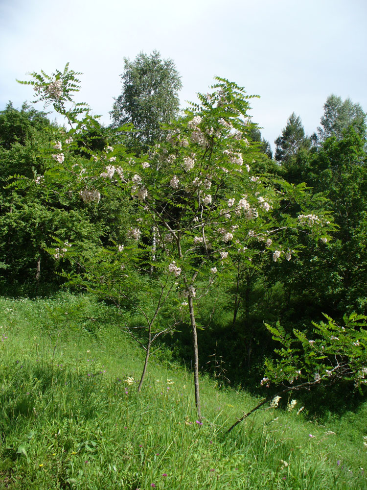 Изображение особи Robinia viscosa.