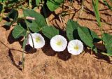 Convolvulus arvensis. Часть побега с цветками. Псковское озеро, остров Верхний. 14.06.2014.