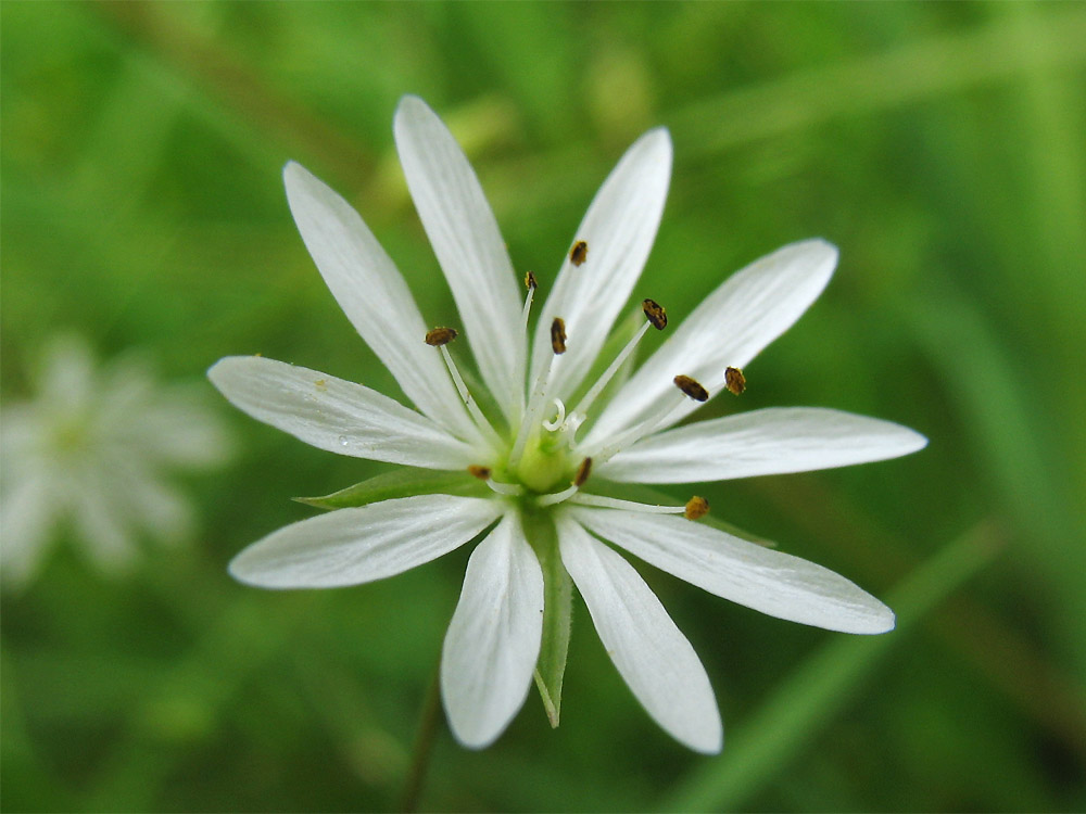 Изображение особи Stellaria graminea.