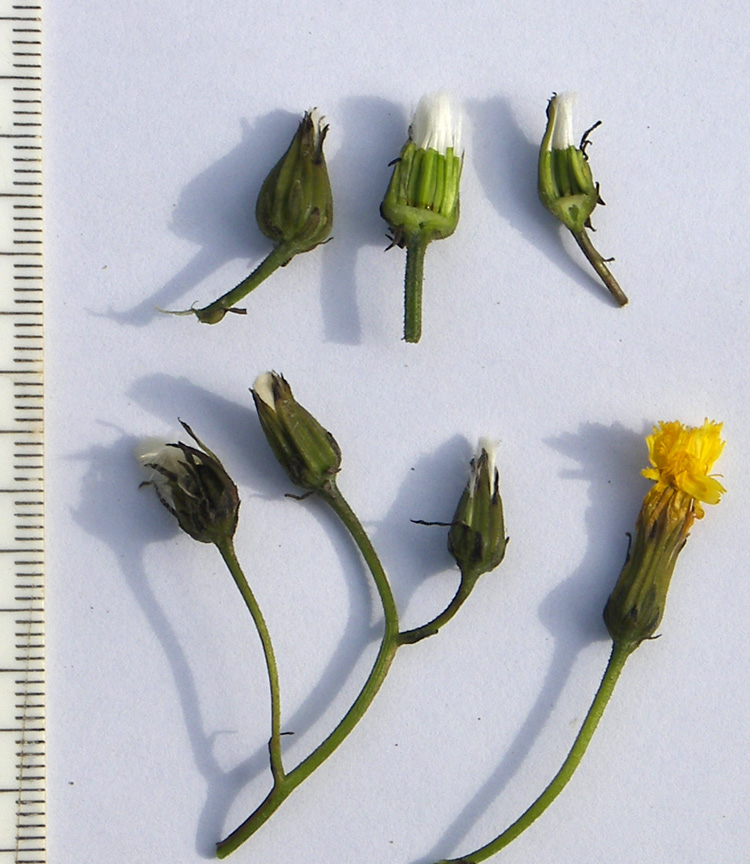 Изображение особи Crepis caucasigena.