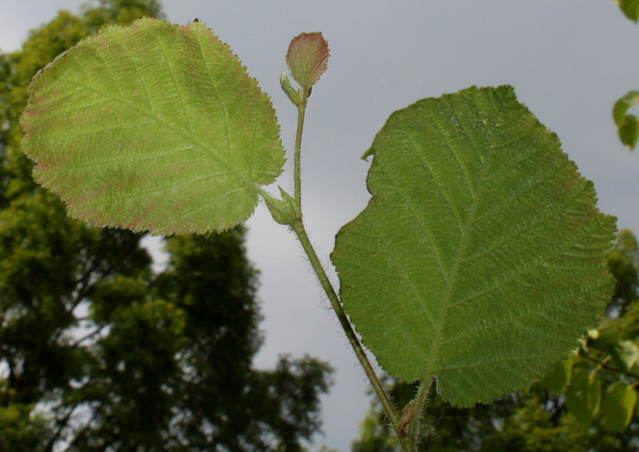 Image of Corylus californica specimen.