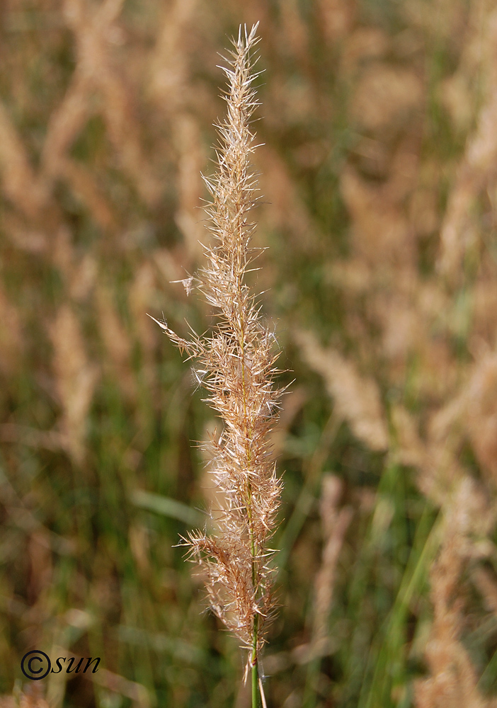 Image of Calamagrostis epigeios specimen.