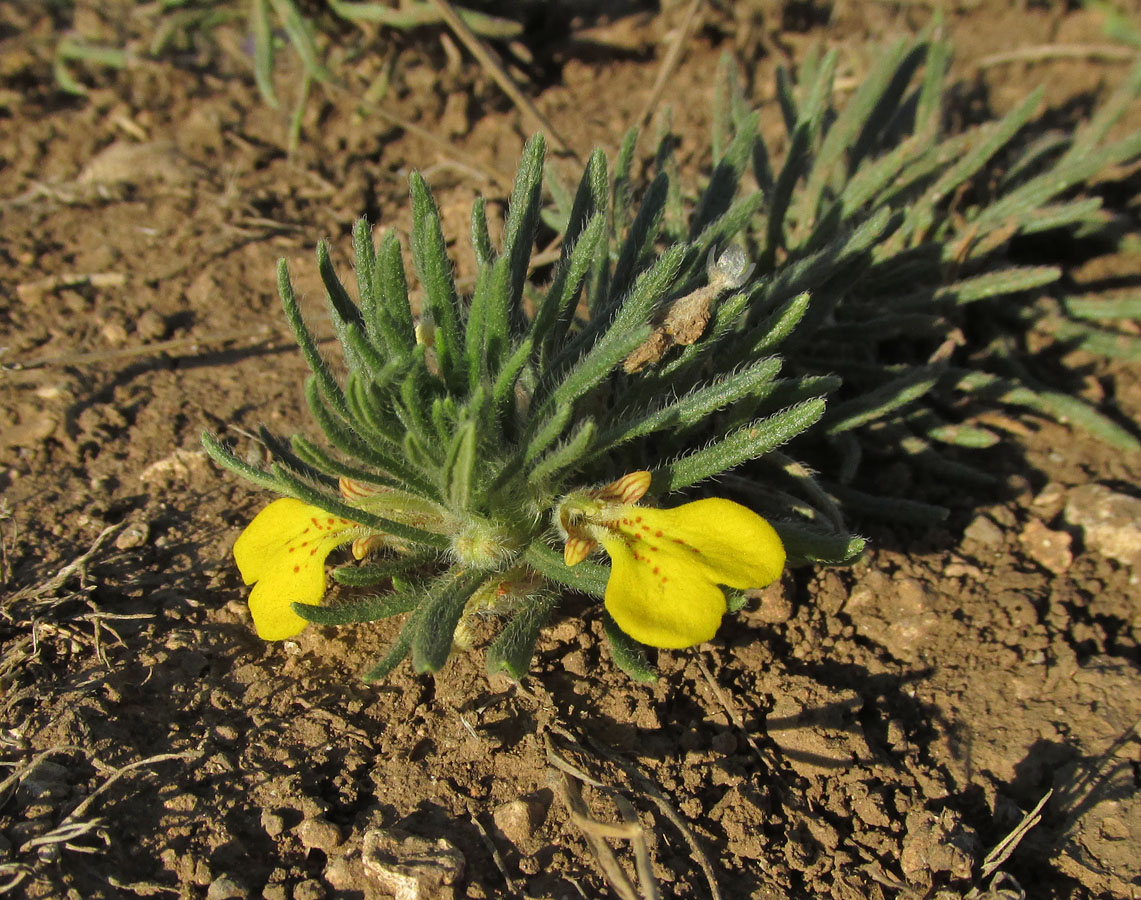 Image of Ajuga chia specimen.