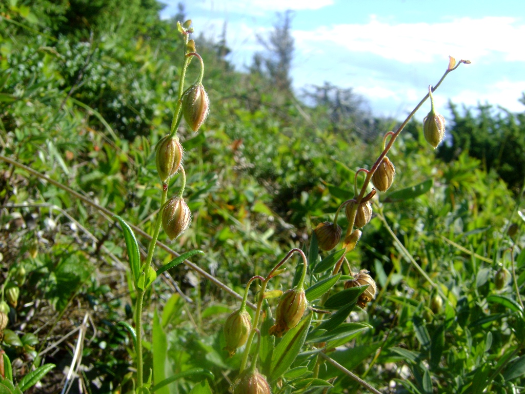 Image of Helianthemum arcticum specimen.