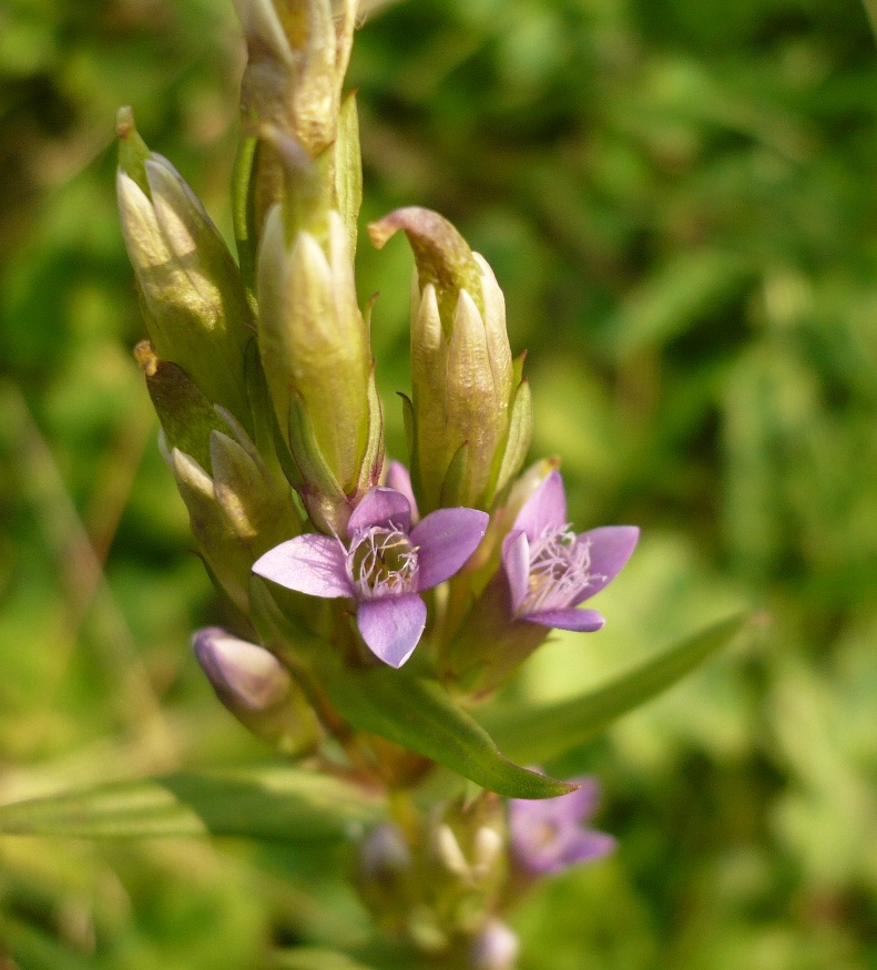 Image of genus Gentianella specimen.