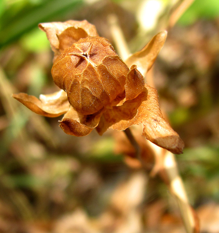 Image of Calystegia sepium specimen.