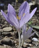 Colchicum bivonae. Цветущее растение. Греция, Халкидики, Холомондас (Χολομώντας). 22.09.2014.