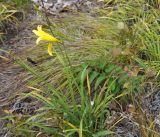 Hemerocallis minor