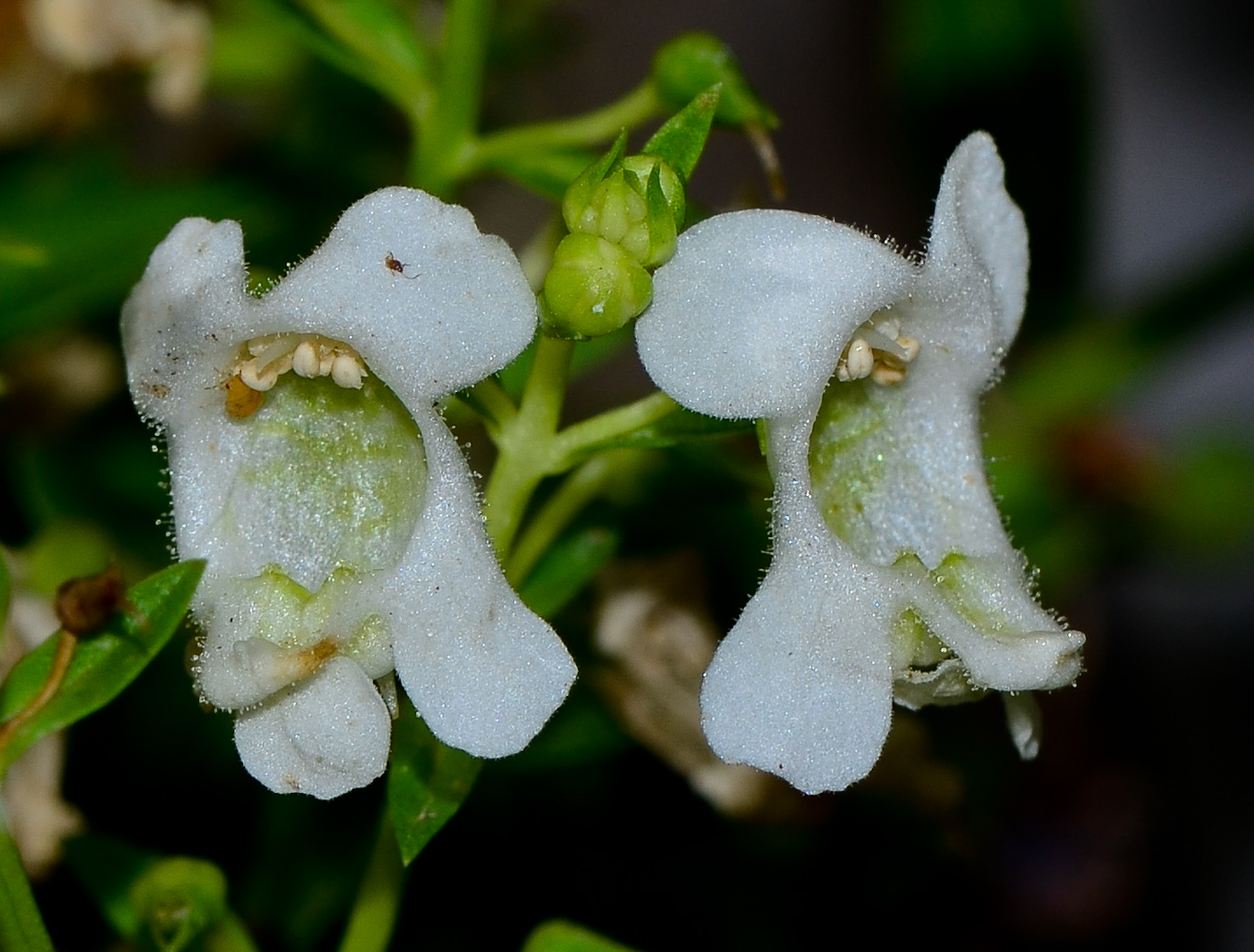 Image of Angelonia angustifolia specimen.