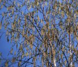 Betula pendula. Ветви с соцветиями. Московская обл., Раменский р-н, окр. дер. Хрипань, садовый участок. 08.05.2014.