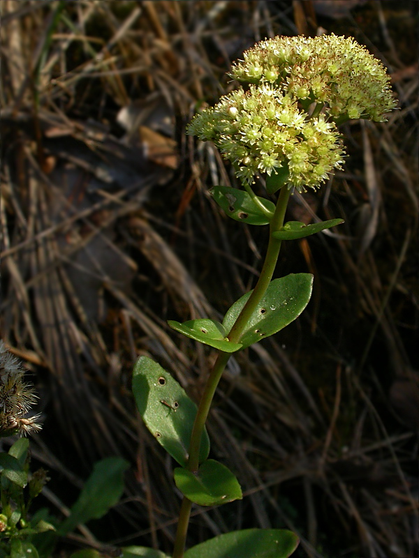 Image of Hylotelephium maximum specimen.