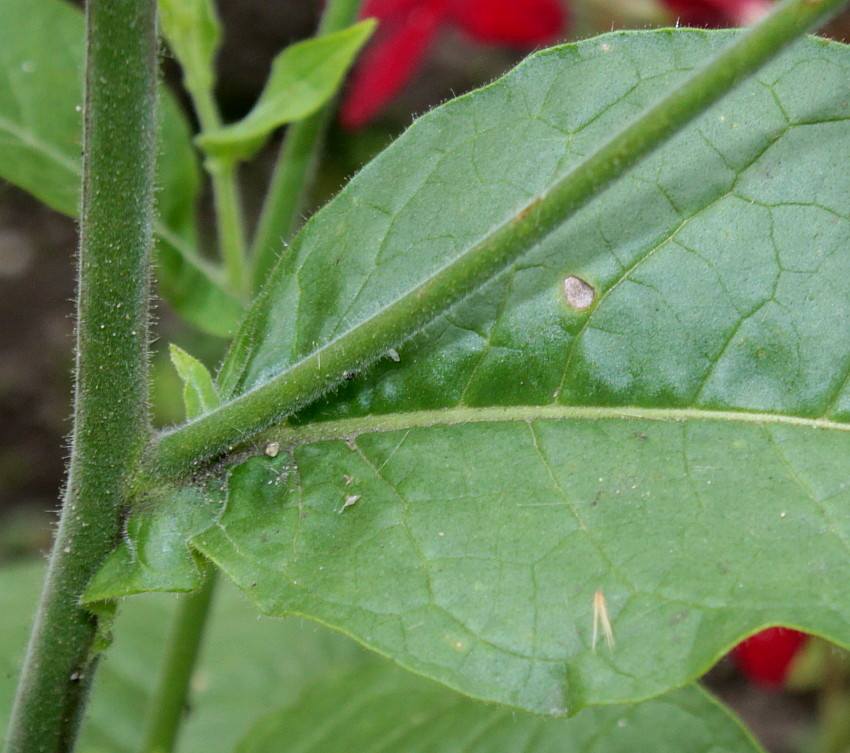 Изображение особи Nicotiana rustica.