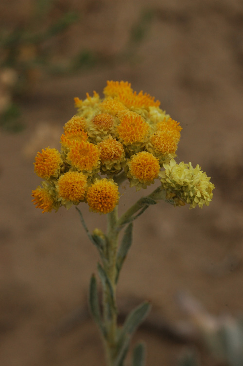 Изображение особи Helichrysum arenarium.