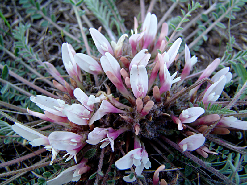 Image of Astragalus dolichophyllus specimen.