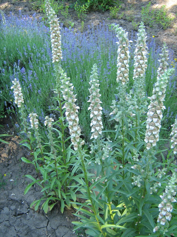 Изображение особи Digitalis lanata.