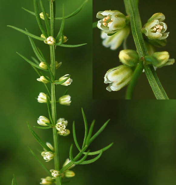 Image of Asparagus schoberioides specimen.