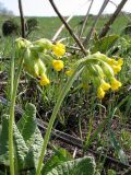 Primula veris