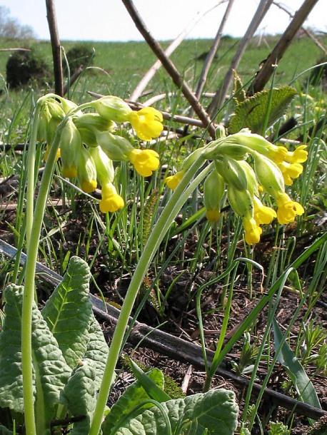 Изображение особи Primula veris.