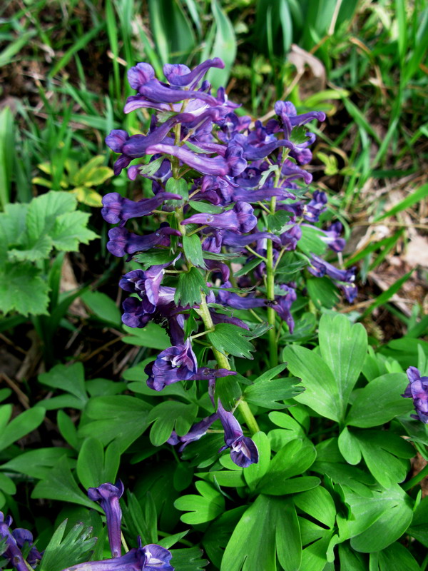 Изображение особи Corydalis lacrimuli-cuculi.