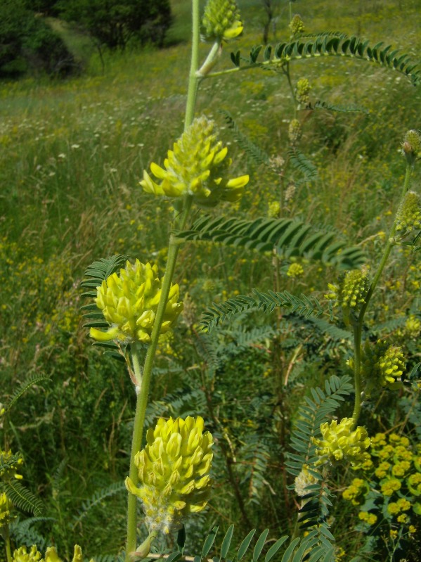 Image of Astragalus ponticus specimen.