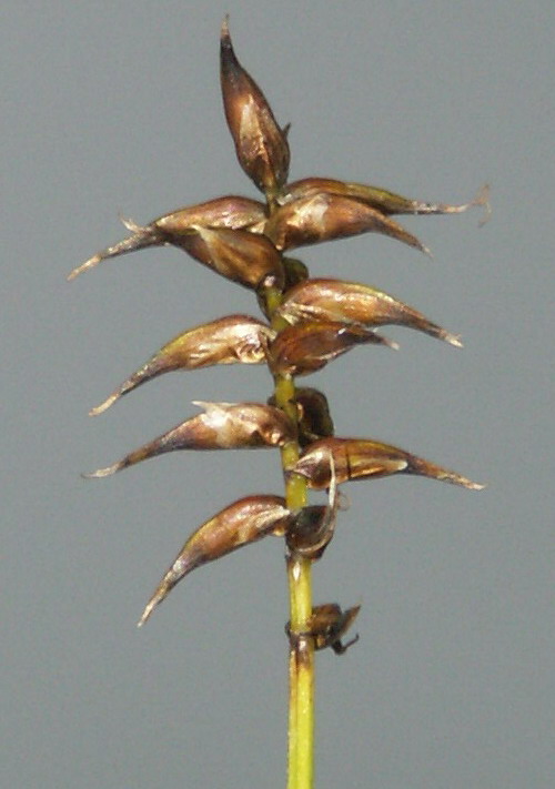 Image of Carex davalliana specimen.