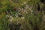 Gypsophila patrinii