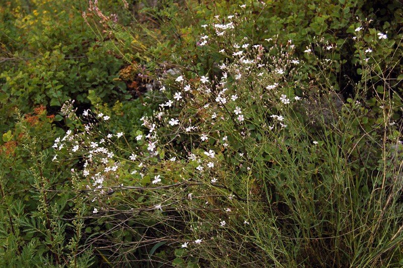 Изображение особи Gypsophila patrinii.